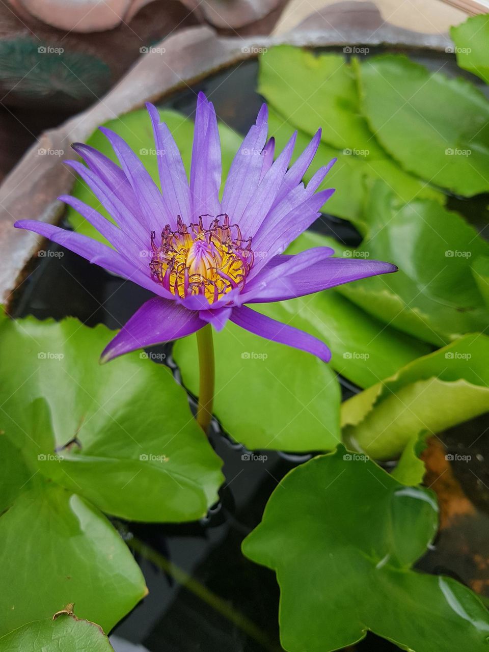 Lotus in the  garden