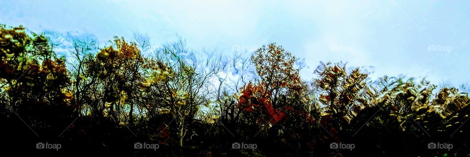 Trees and Sky