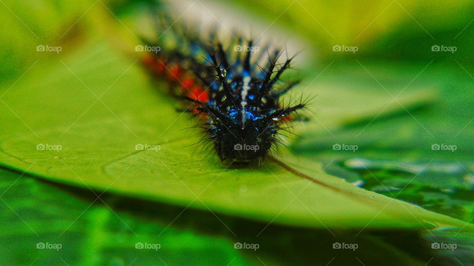 face of the thorny leaf caterpillar