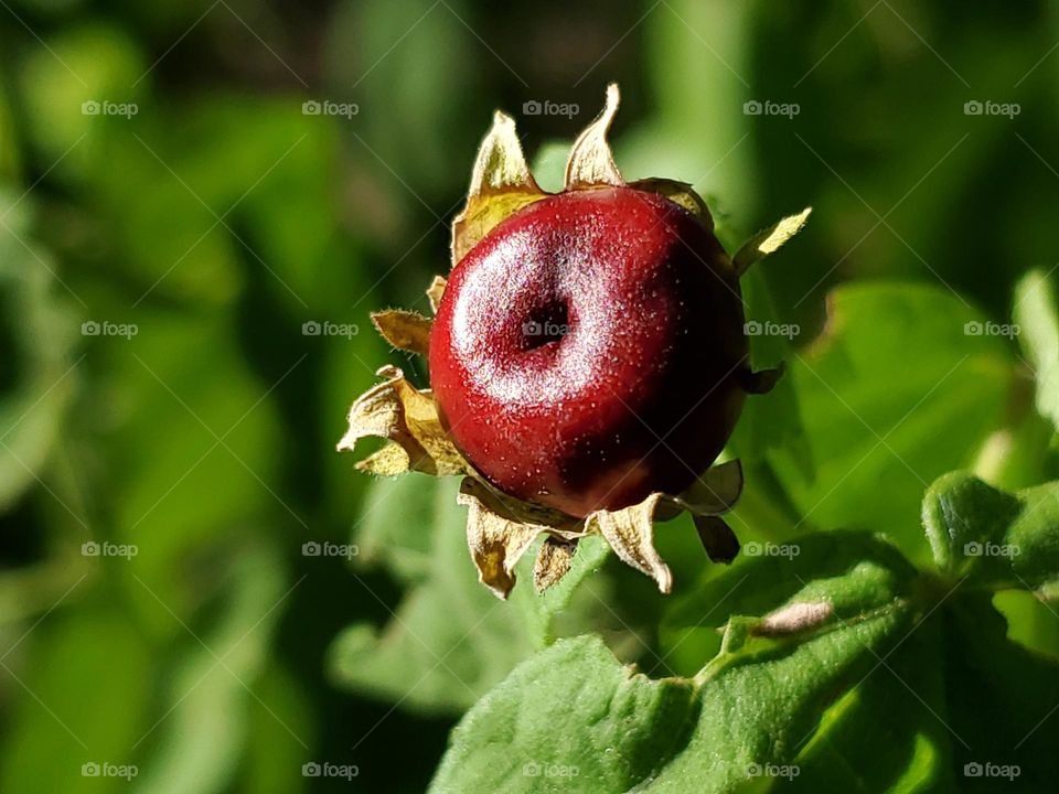 Another way I care for the environment is by planting native plants. When you grow natives you use less fertilizer, less water,  less soil amendments. The fruit of the native Turks cap plant in my garden is edible to both humans and wildlife.