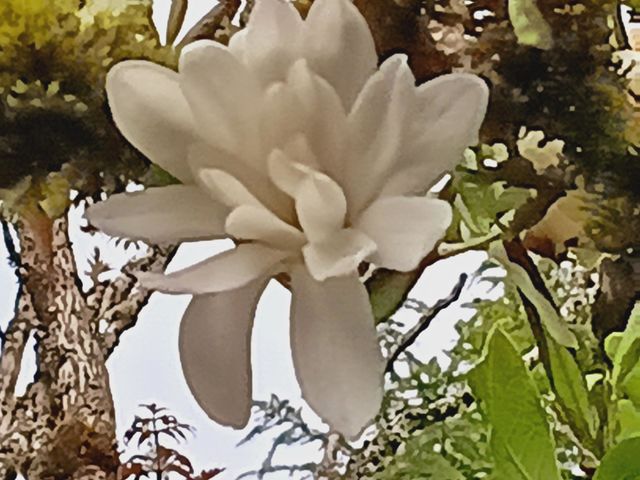 A close-up of a beautiful white blossom, on a tall tree with hazy, cloudy skies in the background.