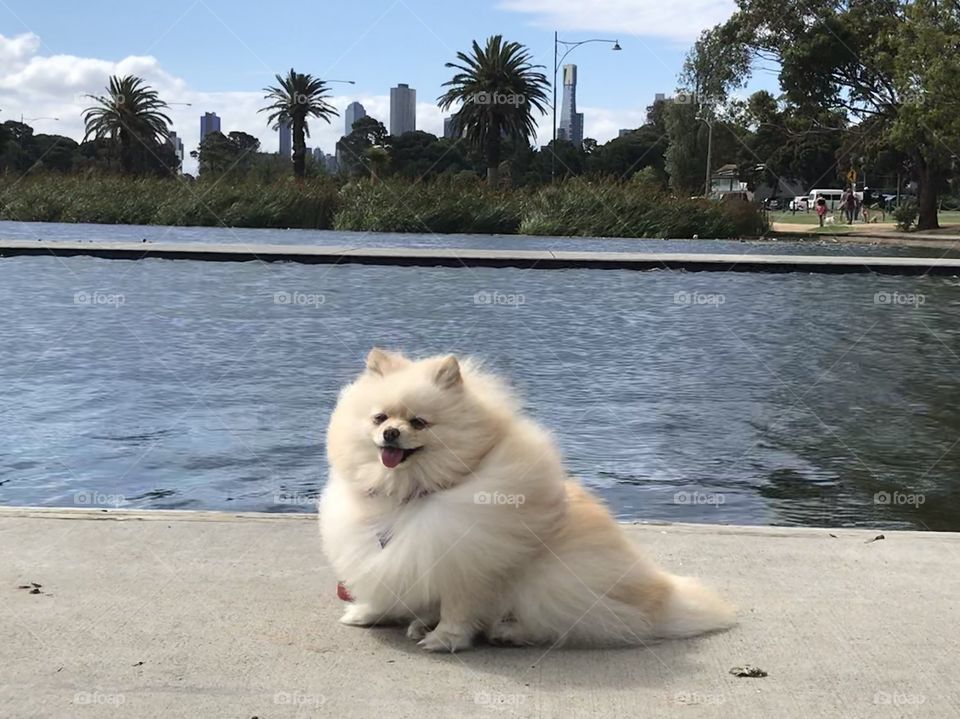 Cute Pom at the Lake side run with the background of Melbourne City