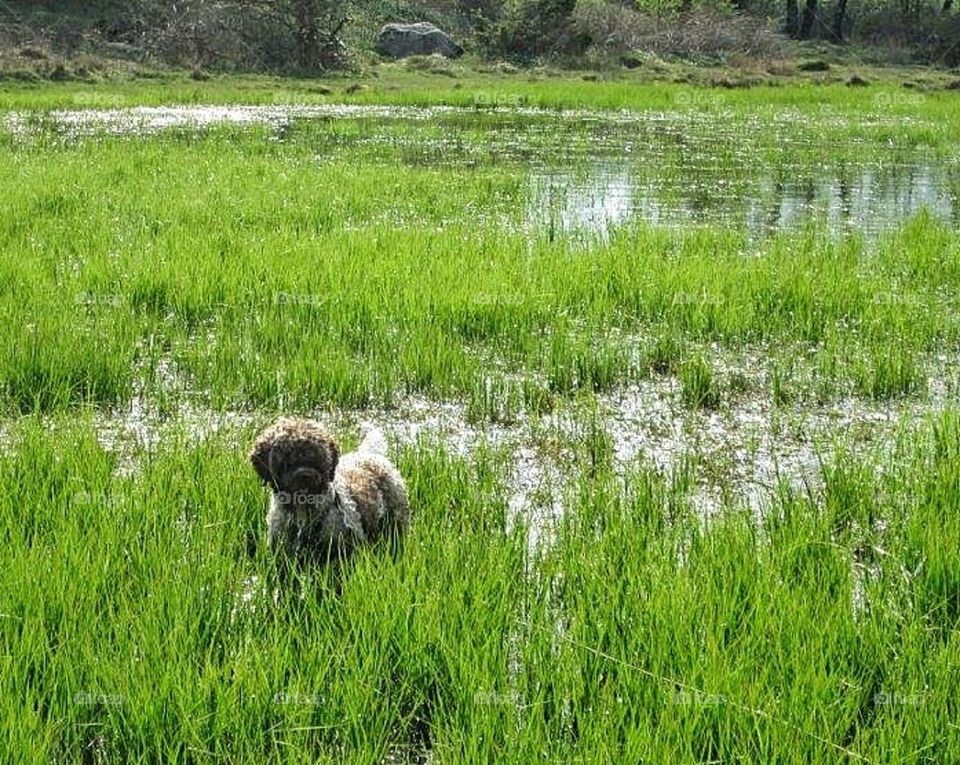 Dog enjoying freedom