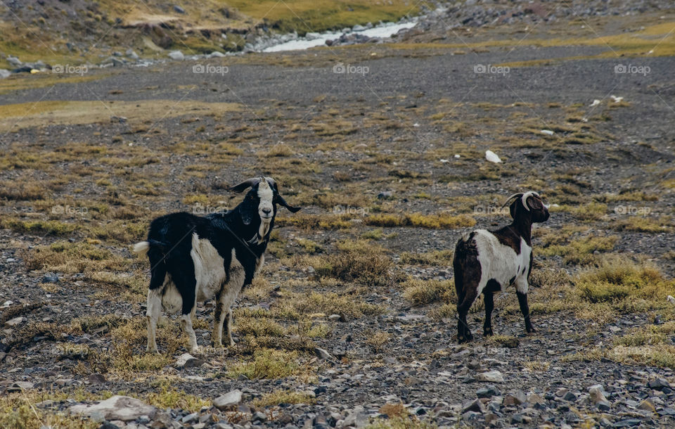 Hill goats