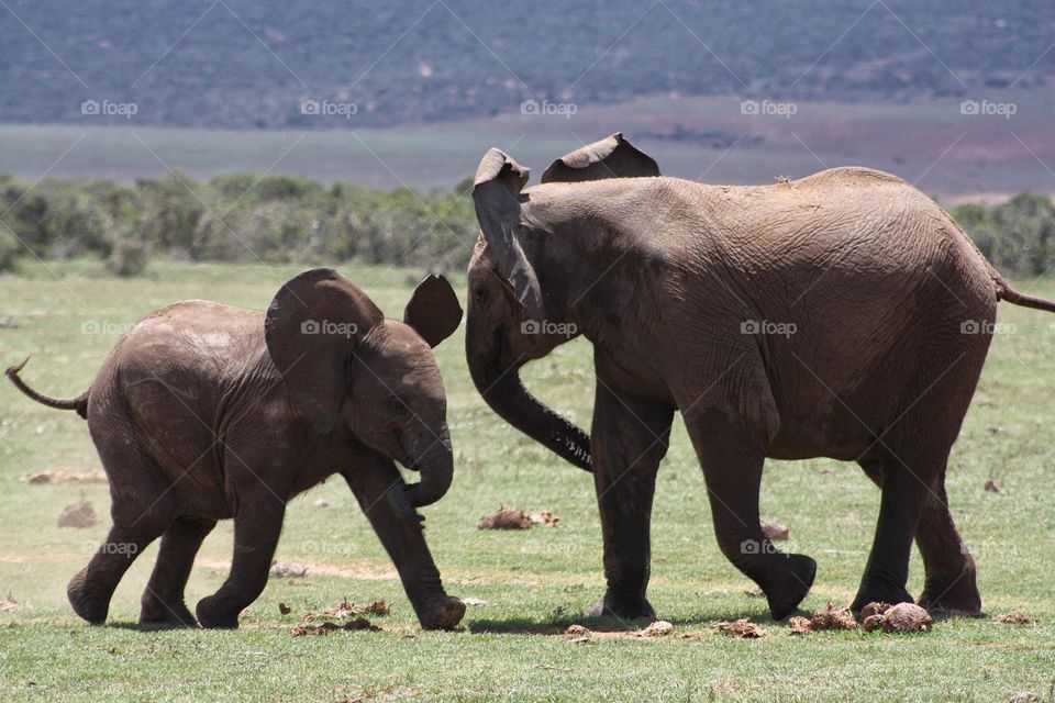 elephants playtime