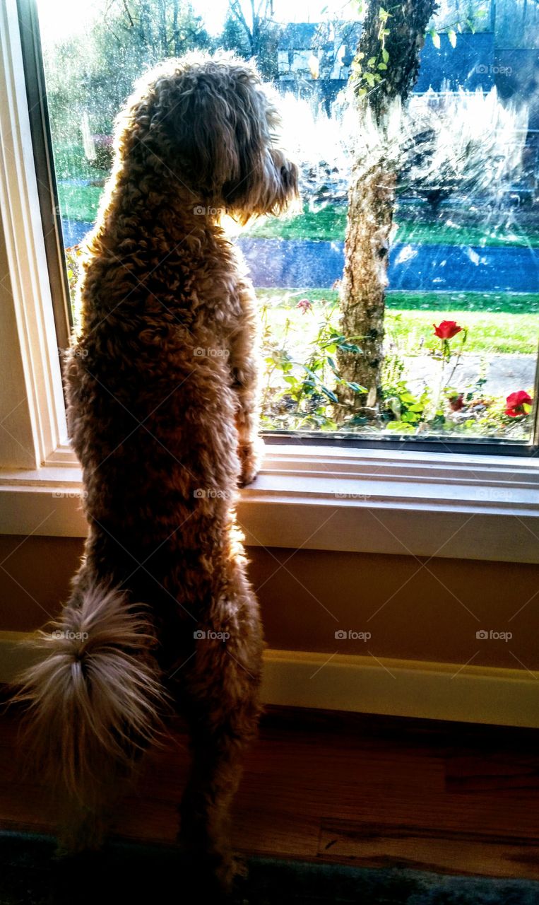 bow wow wow yippie-yo yippi-yay