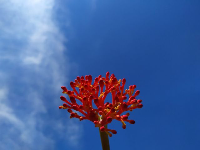 red flowers on a blue background of bright clouds