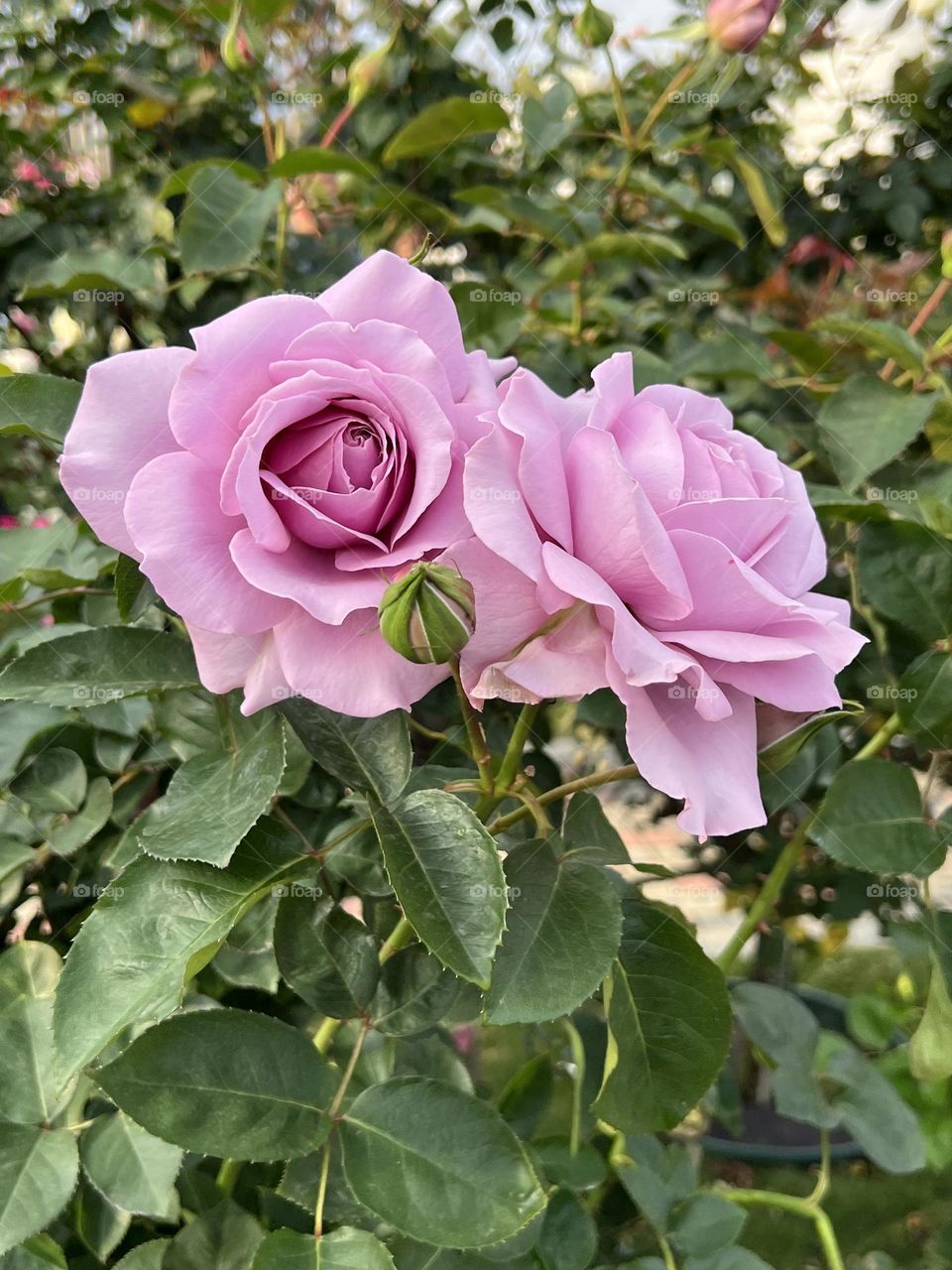 Purple roses in Yuanshan Flower Expo Park