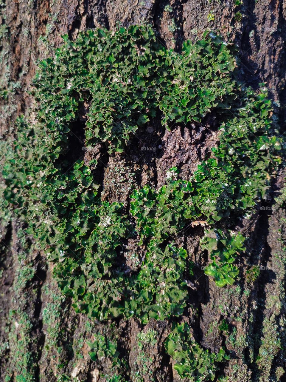 Green lichen shape on tree trunk. Wooden texture, tree bark close up, nature details