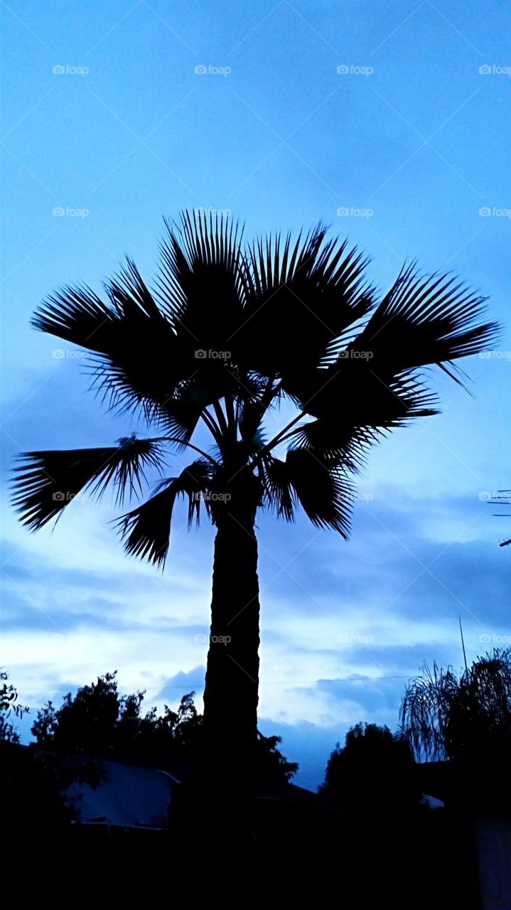 California Palm . Backyard Palm Tree at twilight.