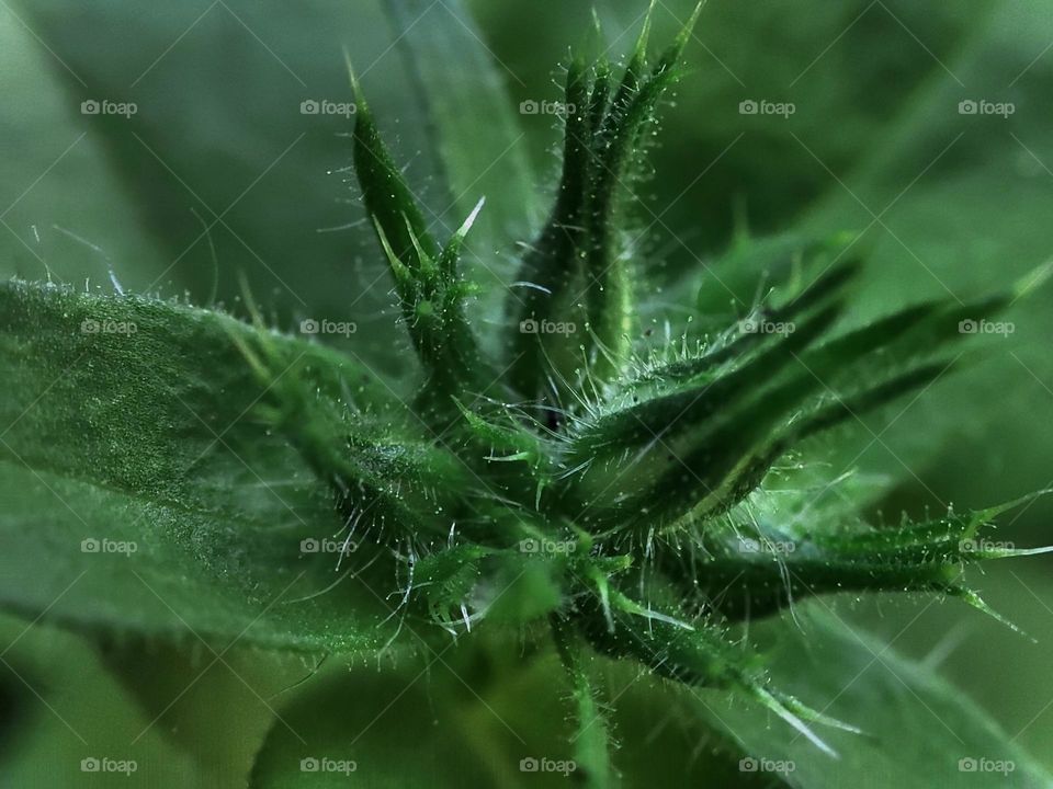 Macro photo of green grass growing in the garden
