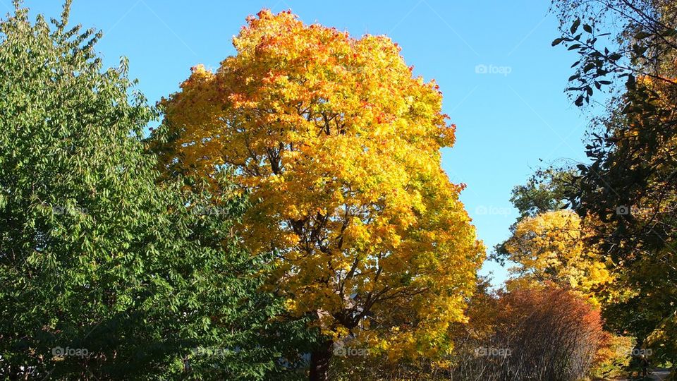 Autumn tree