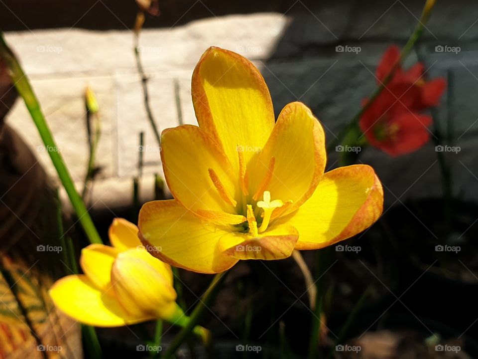 the beautiful flowers