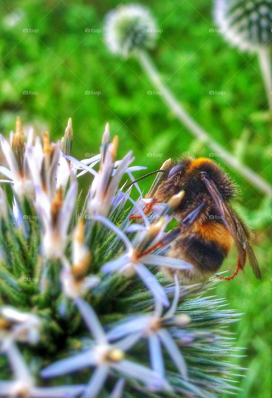 Bumblebee sitting on a Flower