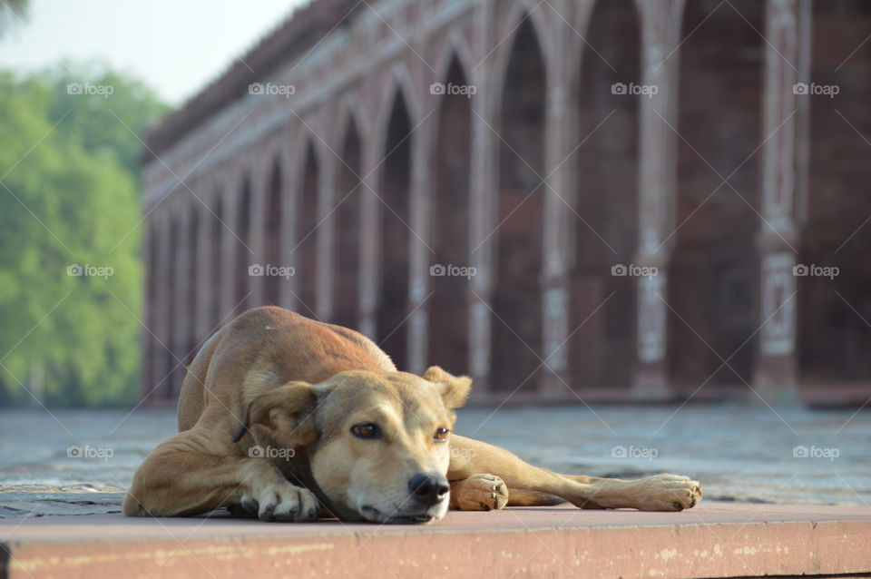 Delhi India Street Dog at Humayun’s Tomb