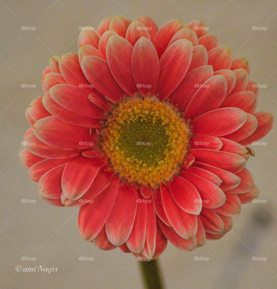 Real flowers like print nice for decoration purpose 