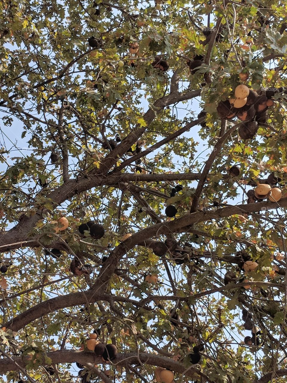 Looking up at the branches of a chestnut tree