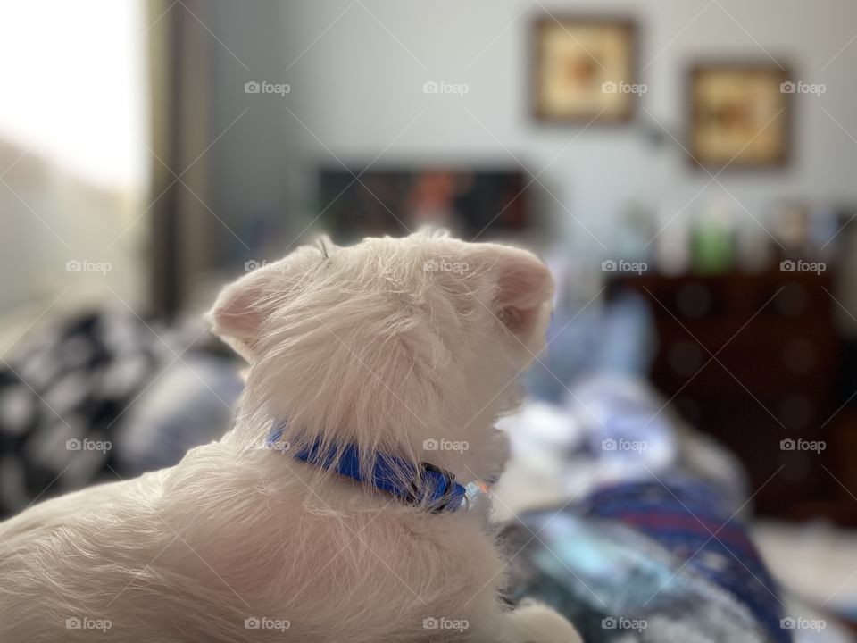 Puppy decides he want to watch tv too. 