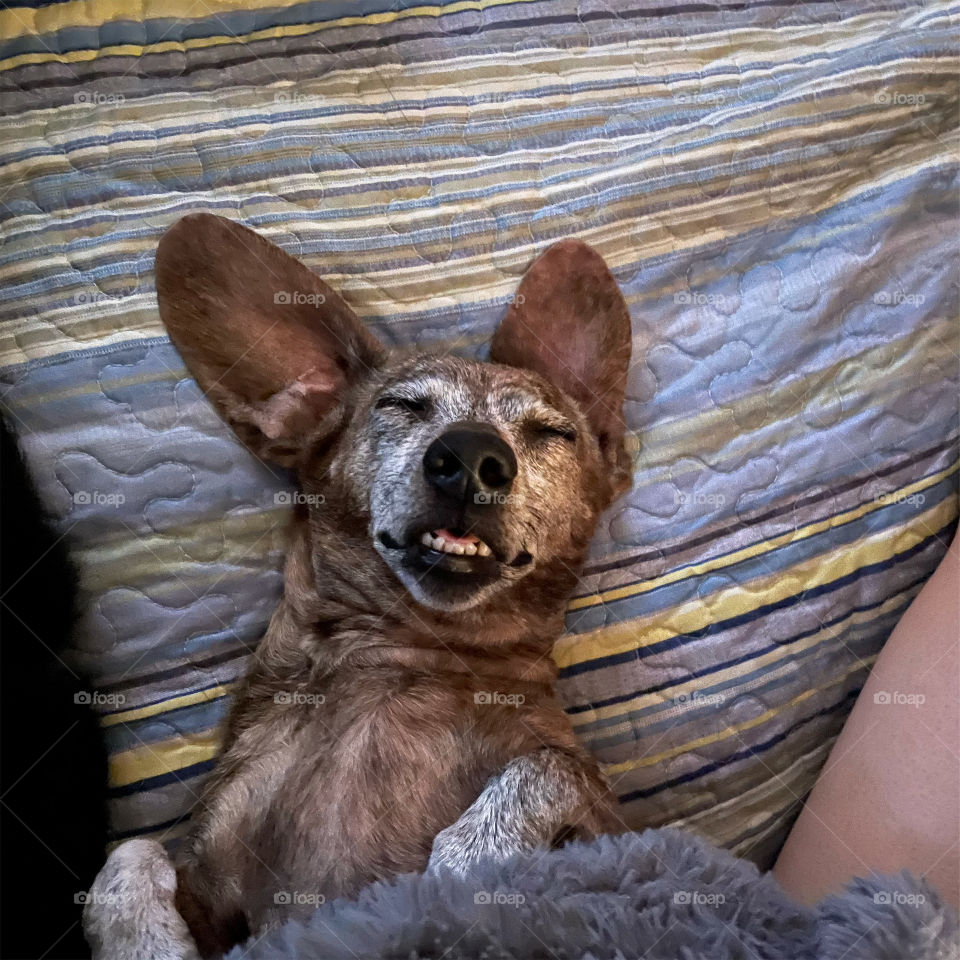 Doxie Smiles