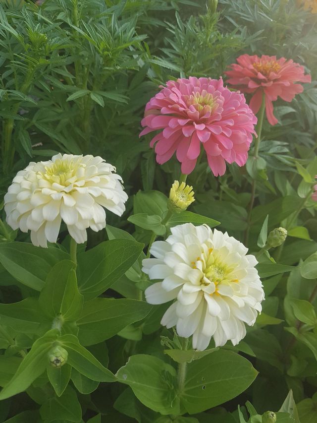 ENJOY-ZINNIA