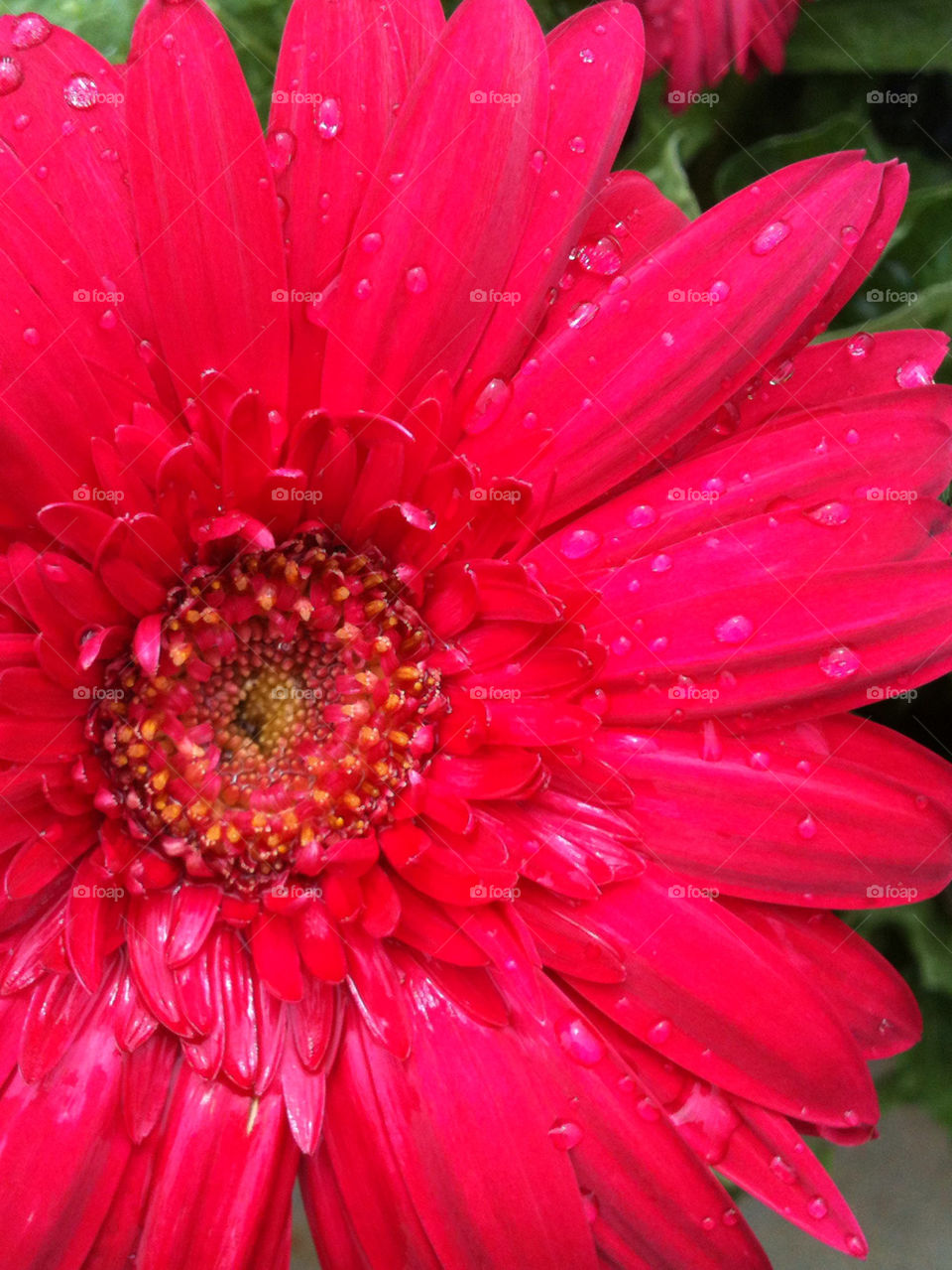 nature pink flower orange by mksmith