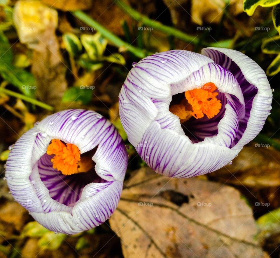 crocus