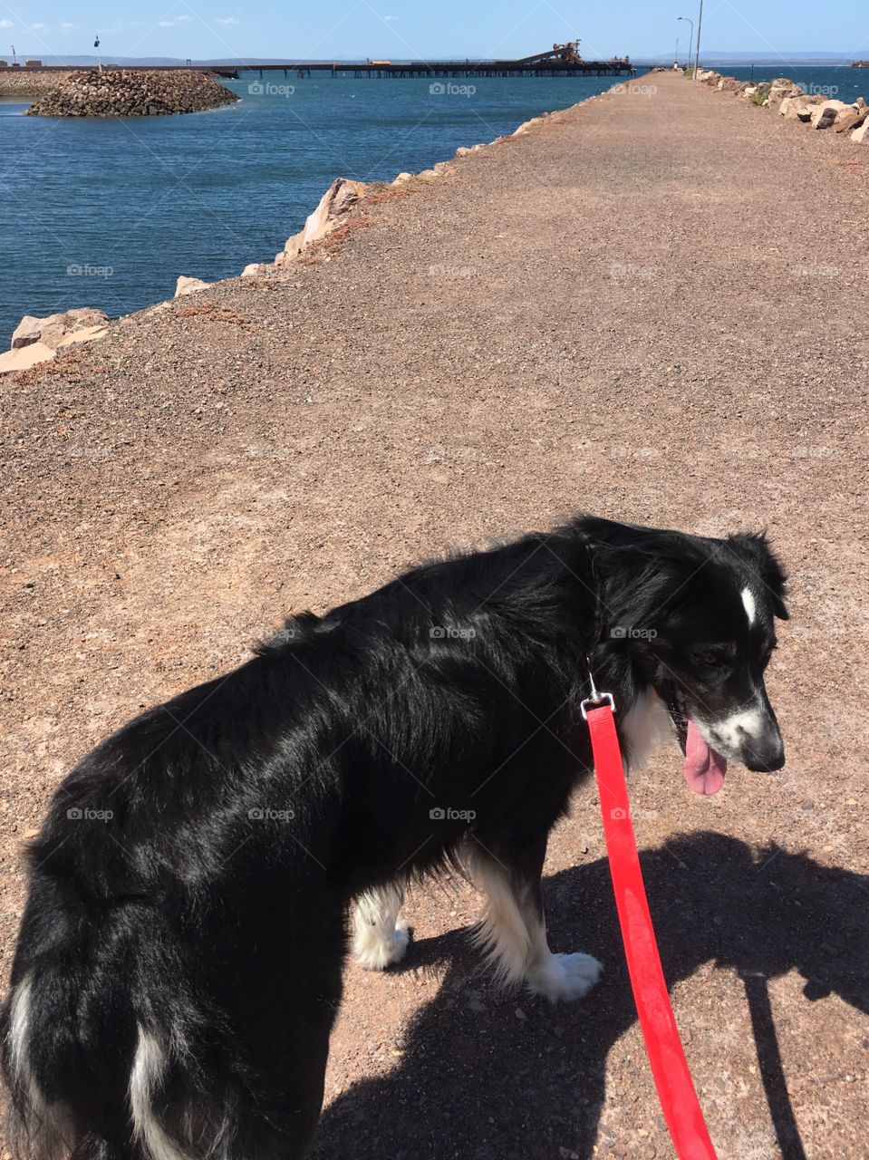 Dog on red leash, walking on beach 