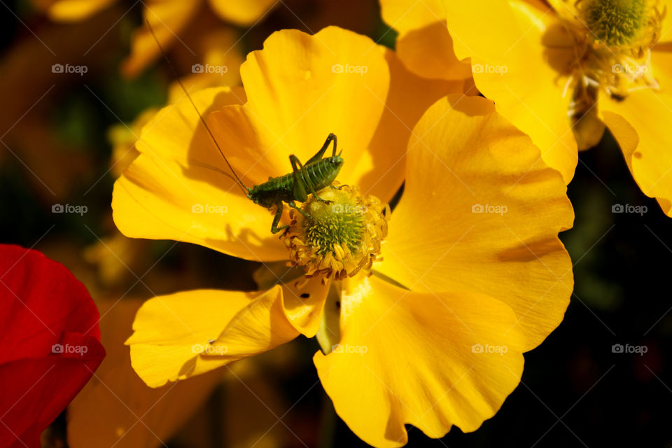 "And the cricket danced on the flower"