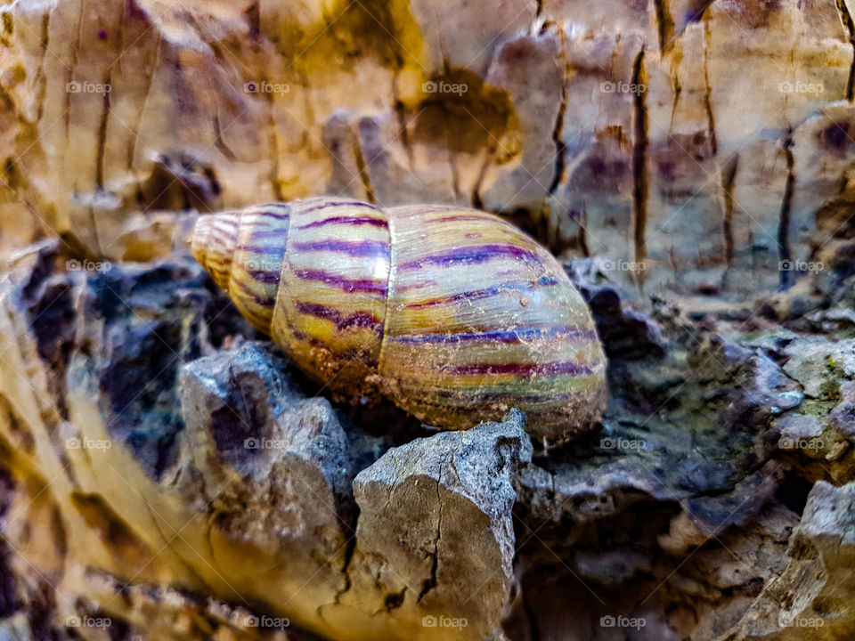 snail with nice markings on wood