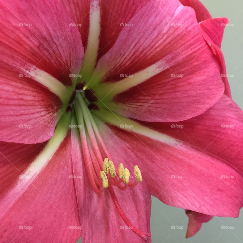 Amaryllis . Pink Flush amaryllis 