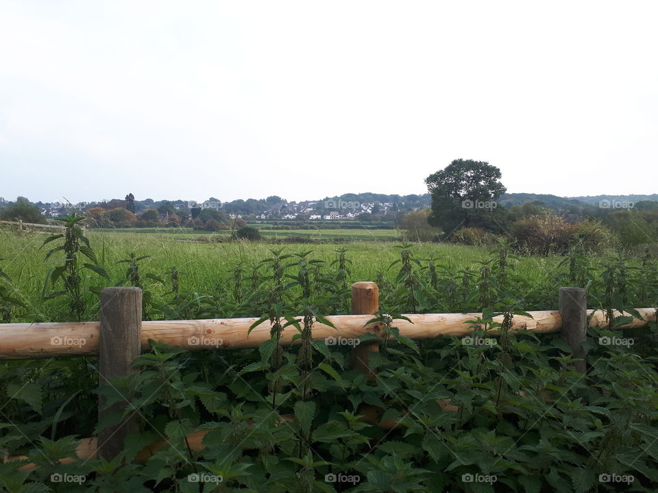 Agriculture, Wood, Nature, Farm, Tree