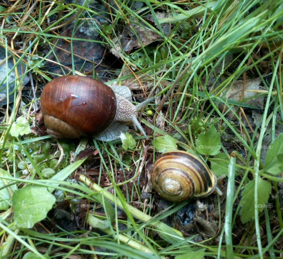 Slow, Slimy, Snail, Gastropod, Slug