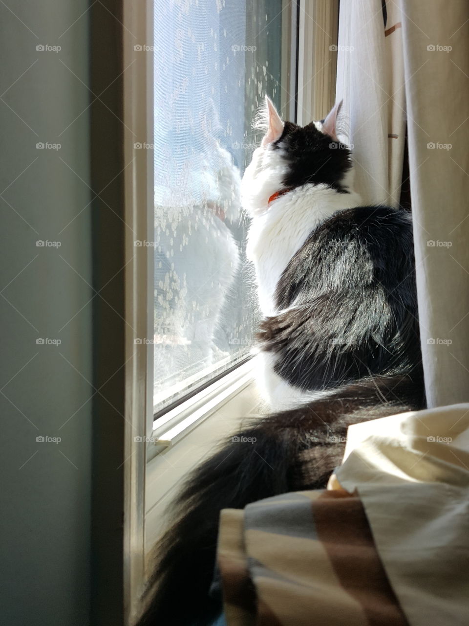 Window, Cat, Indoors, One, Mammal