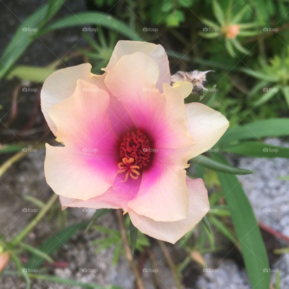 🌼#Flores do nosso #jardim, para alegrar e embelezar nosso dia, parte 2!
#Jardinagem é nosso #hobby.
🌹
#flor #flowers #flower #pétalas #garden #natureza #nature #flora