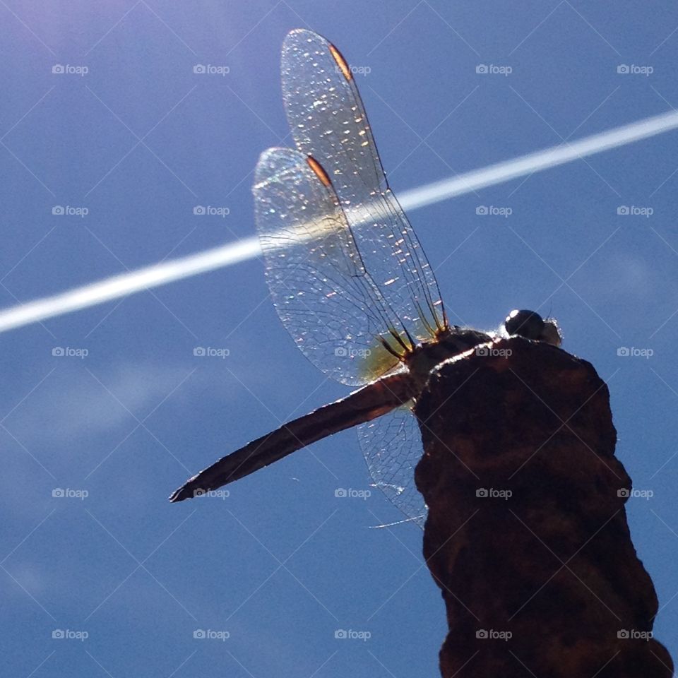 Dragonfly pic showing contrail & blue sky through wings.