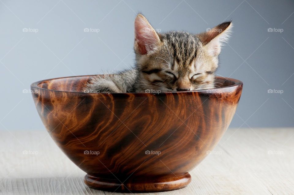 little cat in bowl