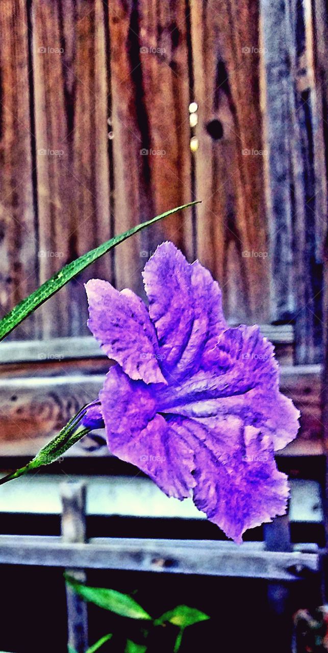 new bloom on purple flowers