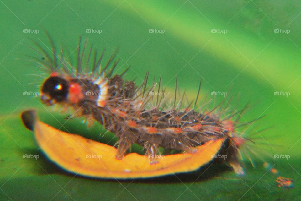insect caterpillar
