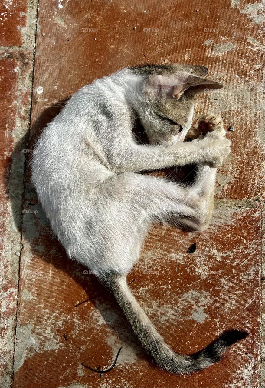 Cat Yogi - who said yoga is for human species !!