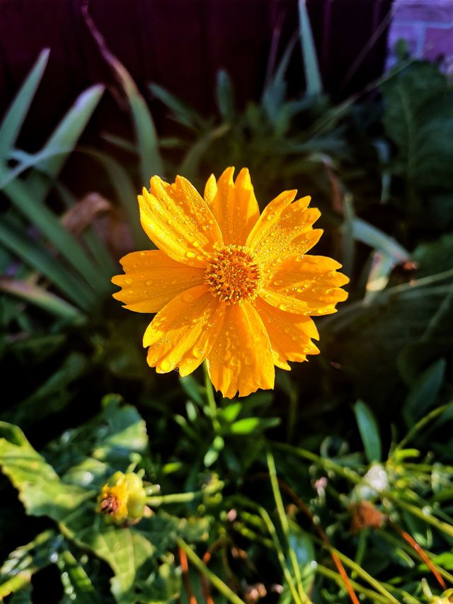 Autumn flower