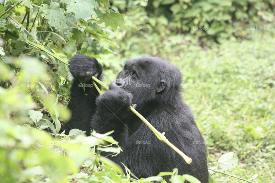Young mountain gorilla, Uganda