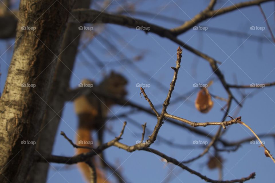 blurry squirrel 