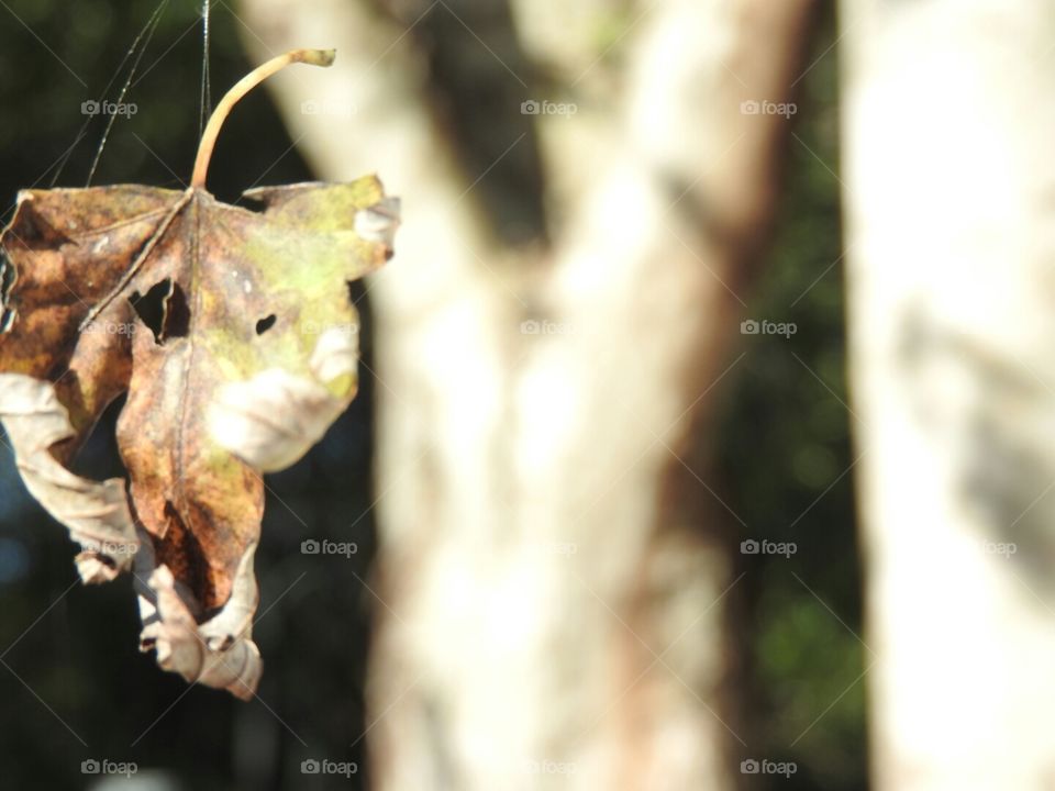 Falling leaf