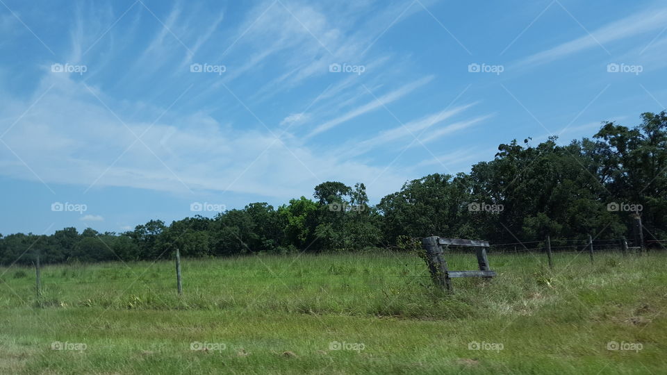 cattle field