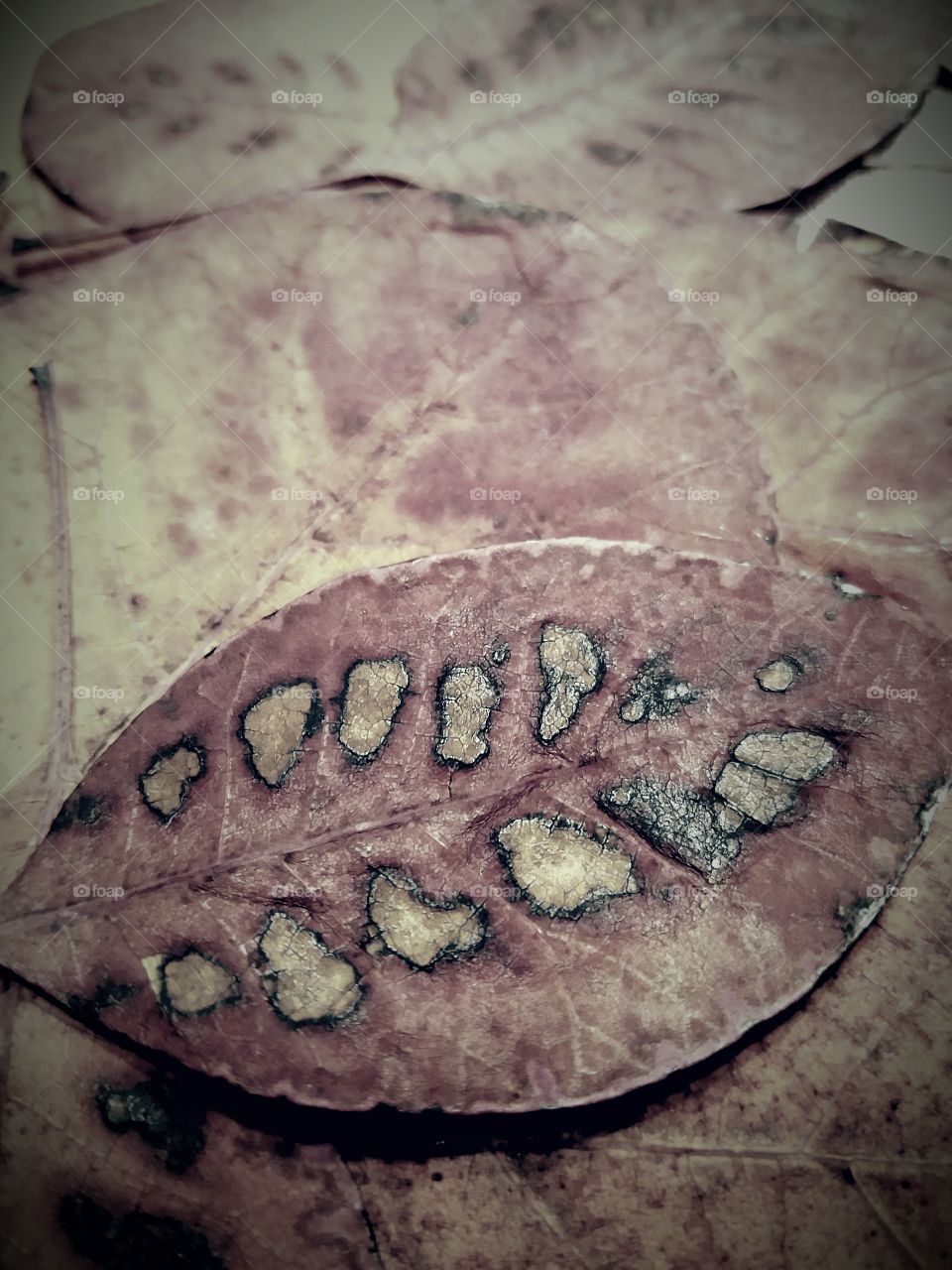 fall leaves structure