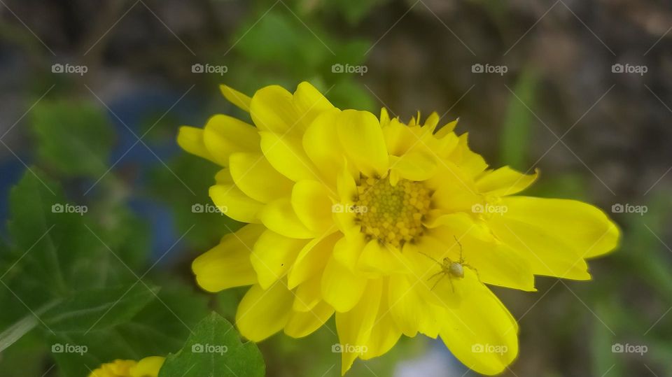 Yellow flower