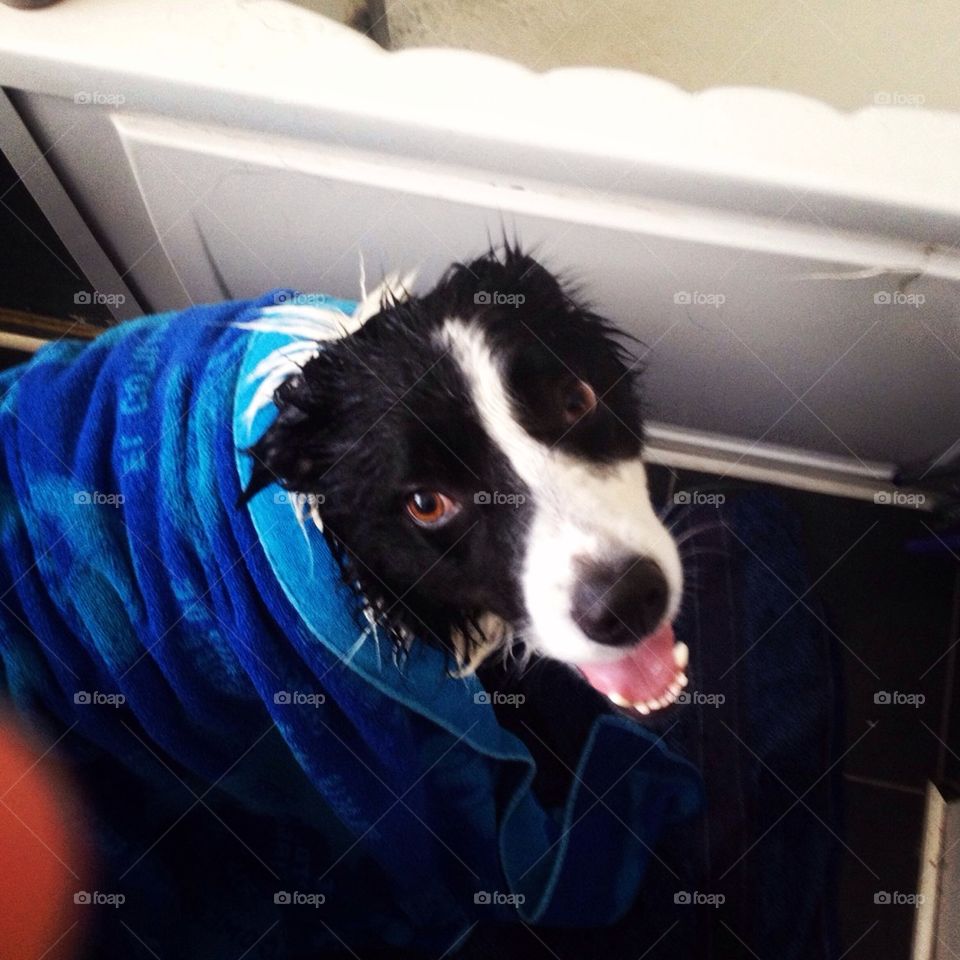 Wet happy dog