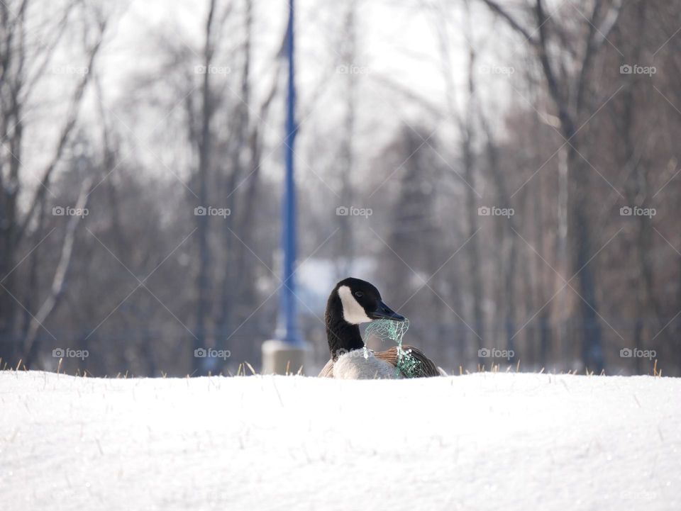 A Canadian goose trying to enjoy the sunlight on a snow bank. This poor guy is a reminder to throw your trash away. Don’t litter!
