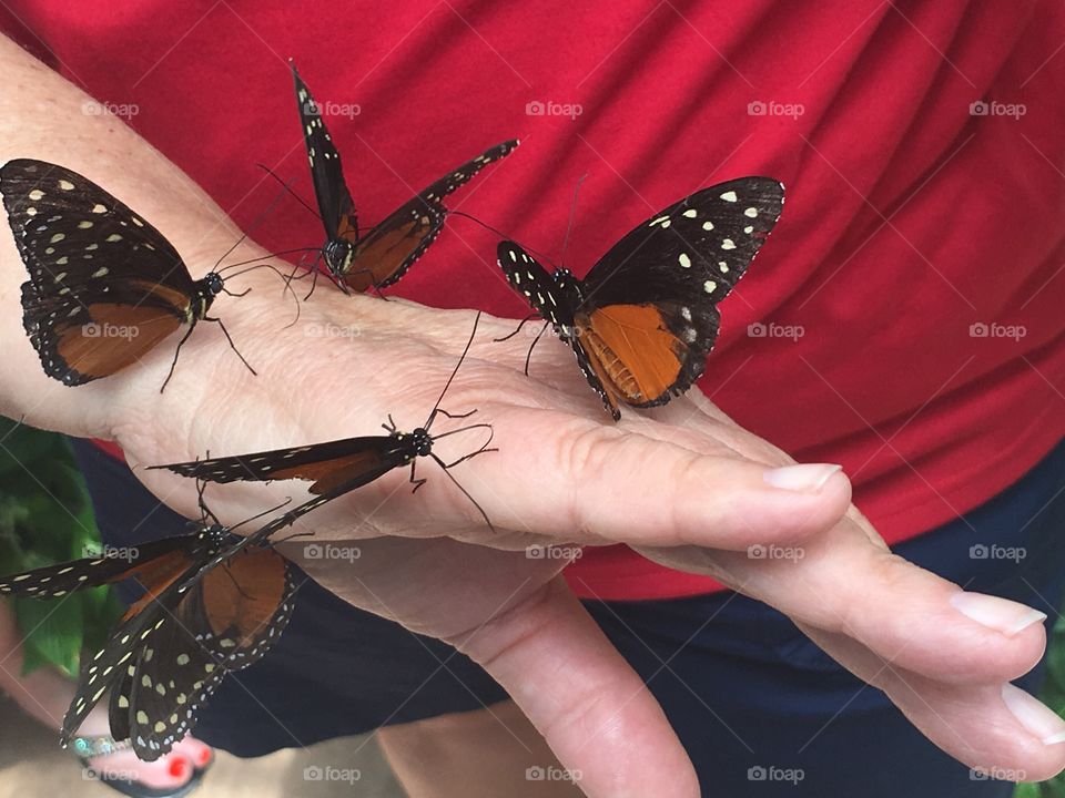 Six butterflies on a hand.