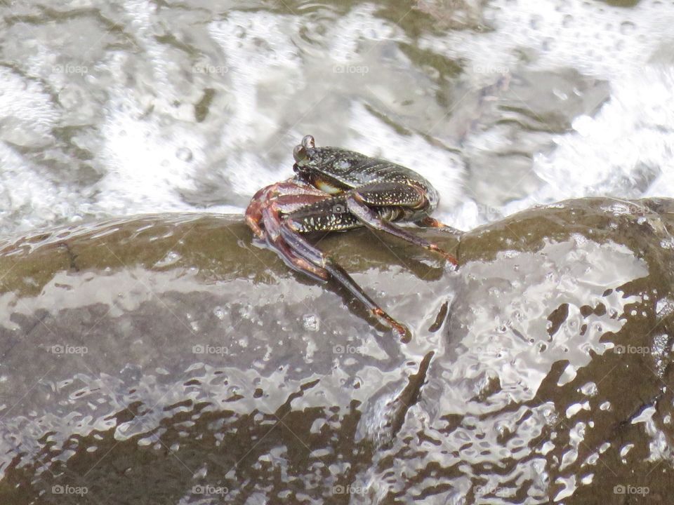 Crab on rock